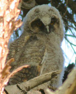 Birds of Extremadura, Spain - Long-eared Owl © John Muddeman